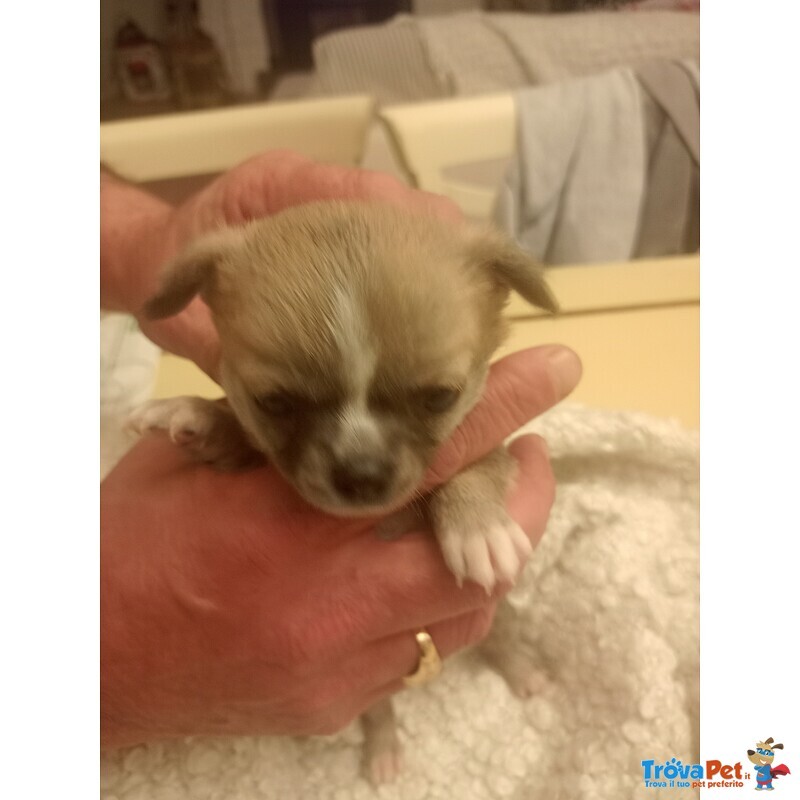 Vendo Cucciolo Chihuahua Maschio pelo Lungo pura Razza - Foto n. 1