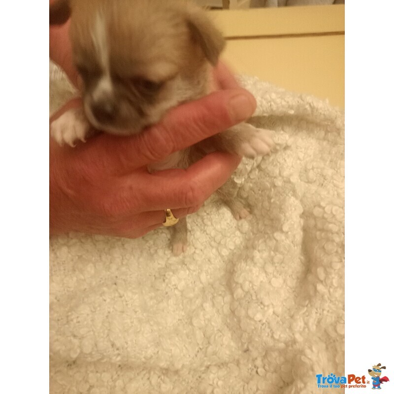 Vendo Cucciolo Chihuahua Maschio pelo Lungo pura Razza - Foto n. 2