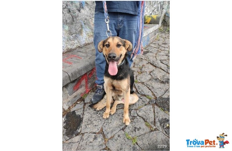 Mix Pastorino 1anni Splendido ok Gatti non lo Vogliono+! Urgente Stallo/adozione!catania - Foto n. 2