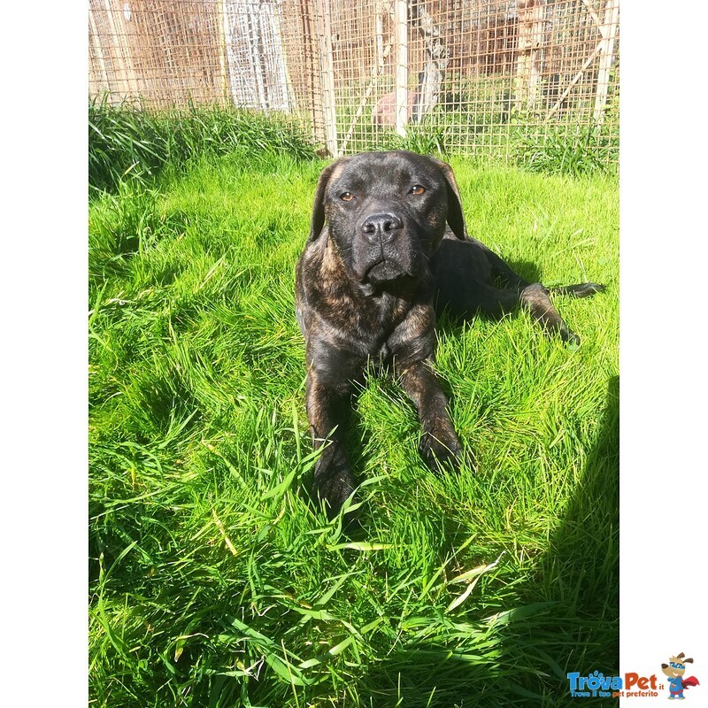 Atena, Dolcissima Cagnolina Taglia Media Cerca Casa! - Foto n. 2