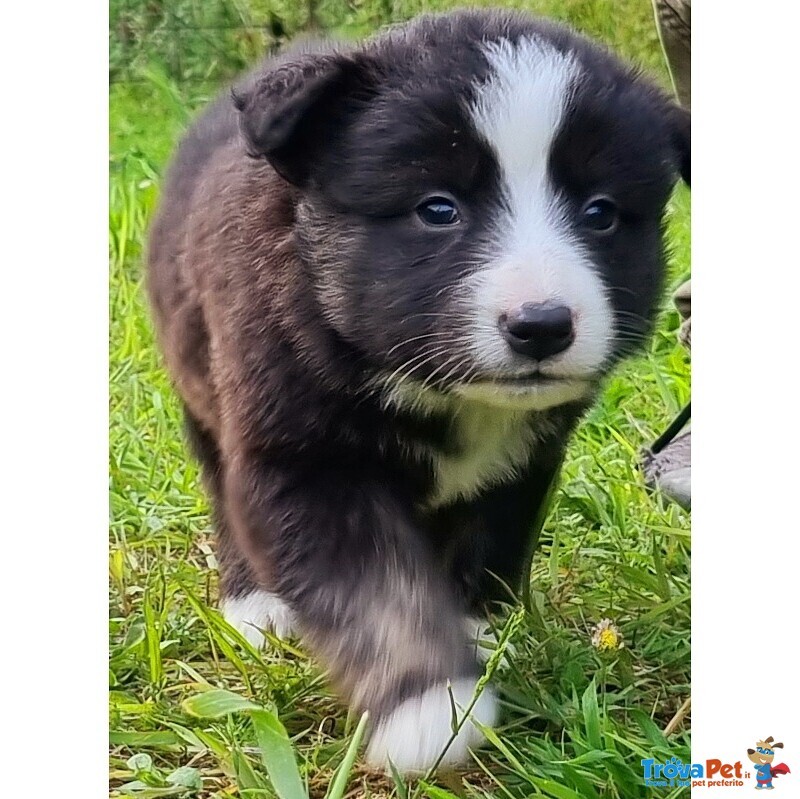 Cuccioli cane da Pastore Apuano - Foto n. 1