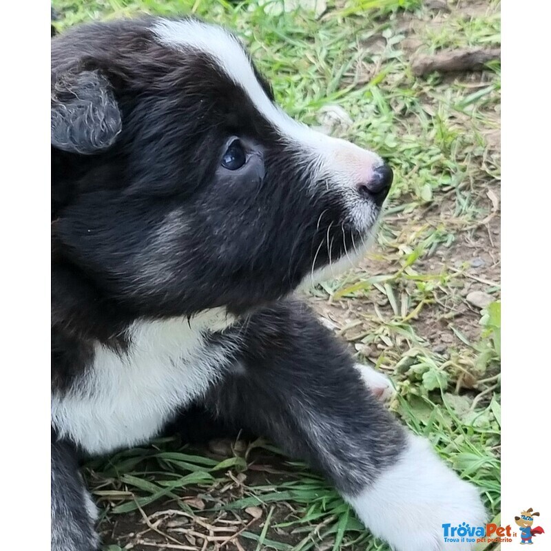 Cuccioli cane da Pastore Apuano - Foto n. 4