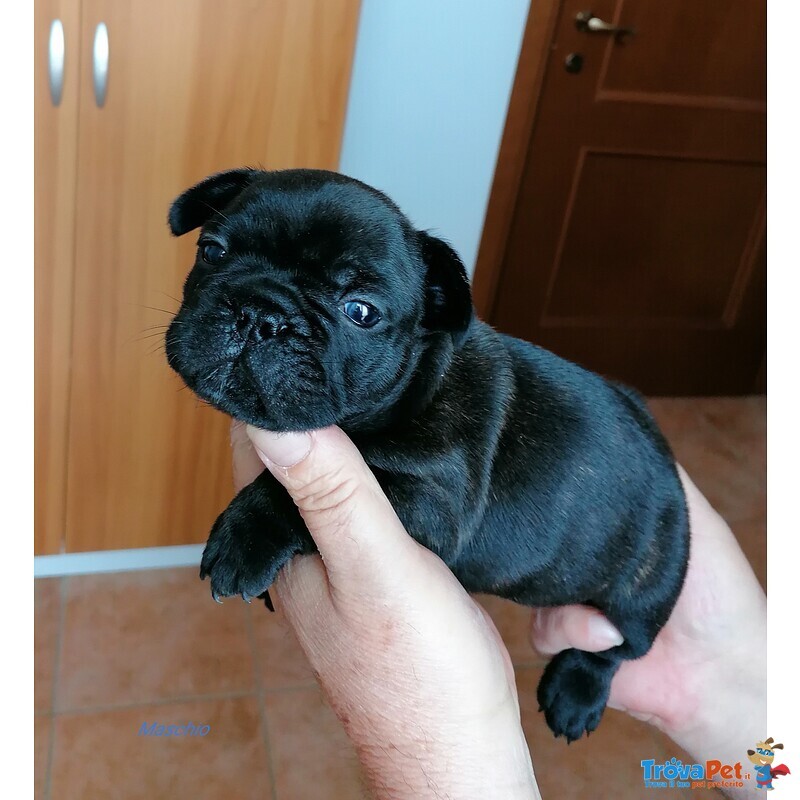 Cuccioli Bouledogue Français - Foto n. 2