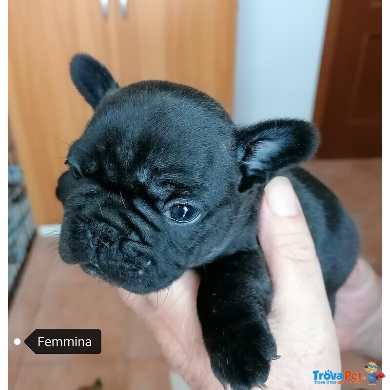 Cuccioli Bouledogue Français - Foto n. 1