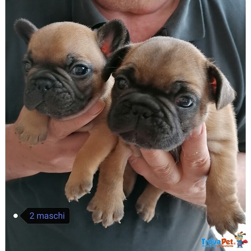 Cuccioli Bouledogue Français - Foto n. 3