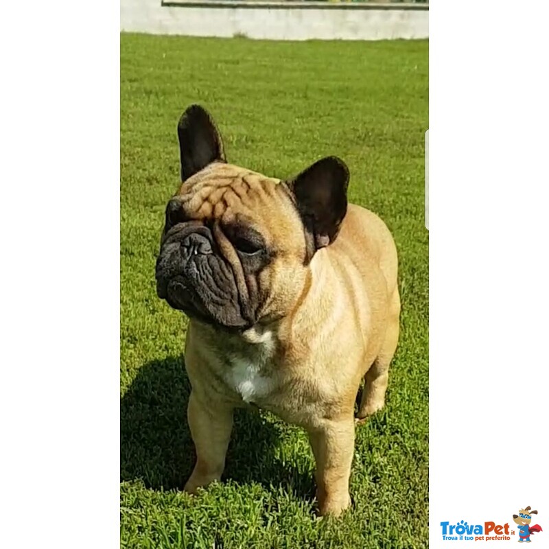 Cuccioli Bouledogue Français - Foto n. 4