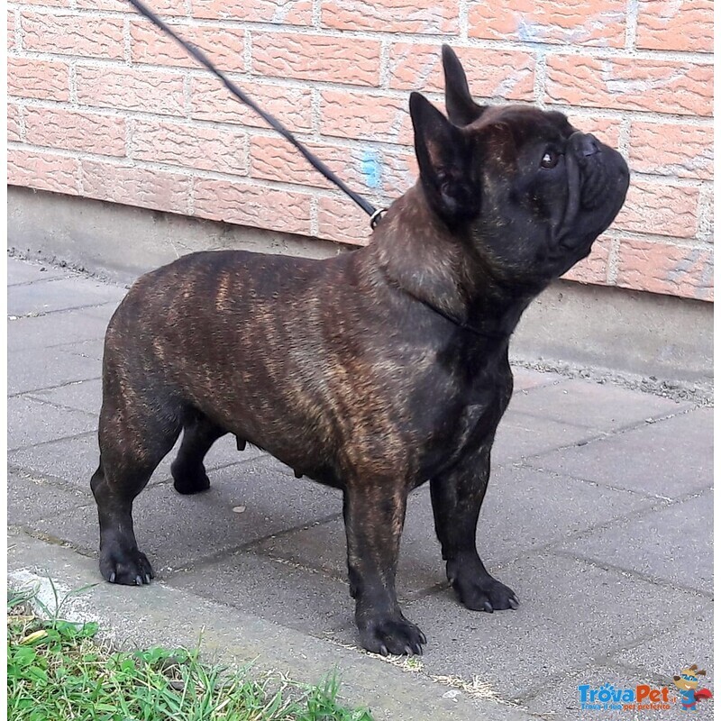 Cuccioli Bouledogue Français - Foto n. 5