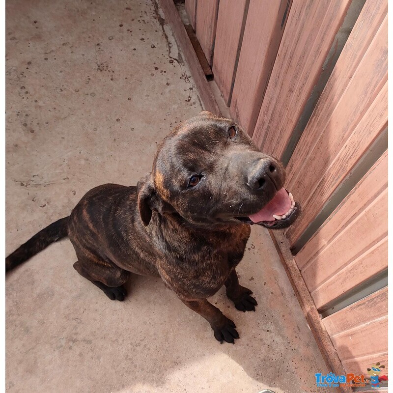 Atena mix cane Corso 25 Kg - Foto n. 3