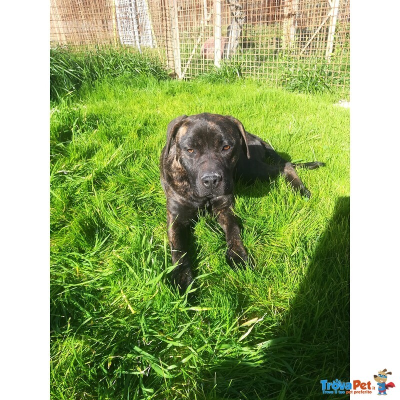 Atena mix cane Corso 25 Kg - Foto n. 4