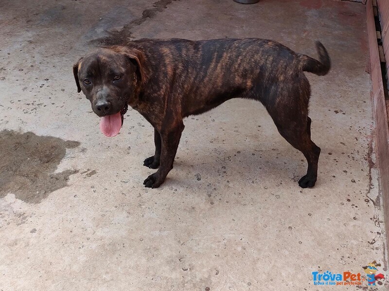 Atena mix cane Corso 25 Kg - Foto n. 5