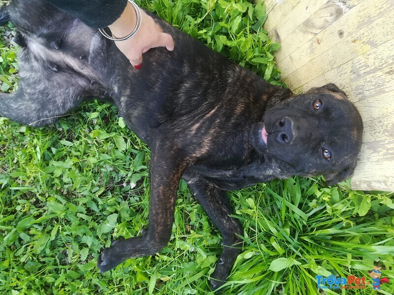 Atena mix cane Corso 25 Kg - Foto n. 7