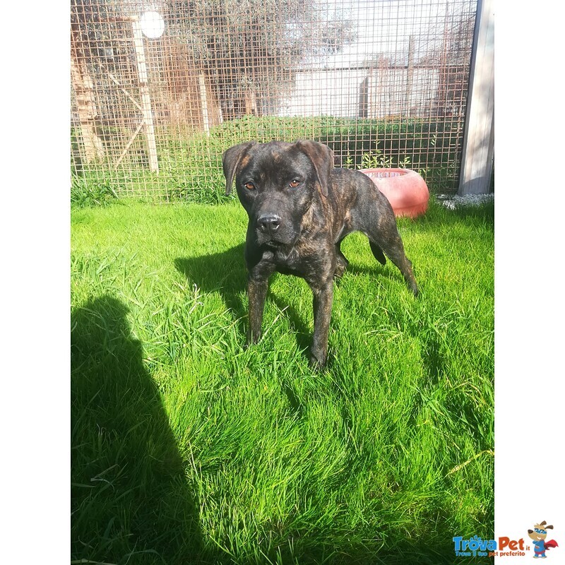 Atena mix cane Corso 25 Kg - Foto n. 8