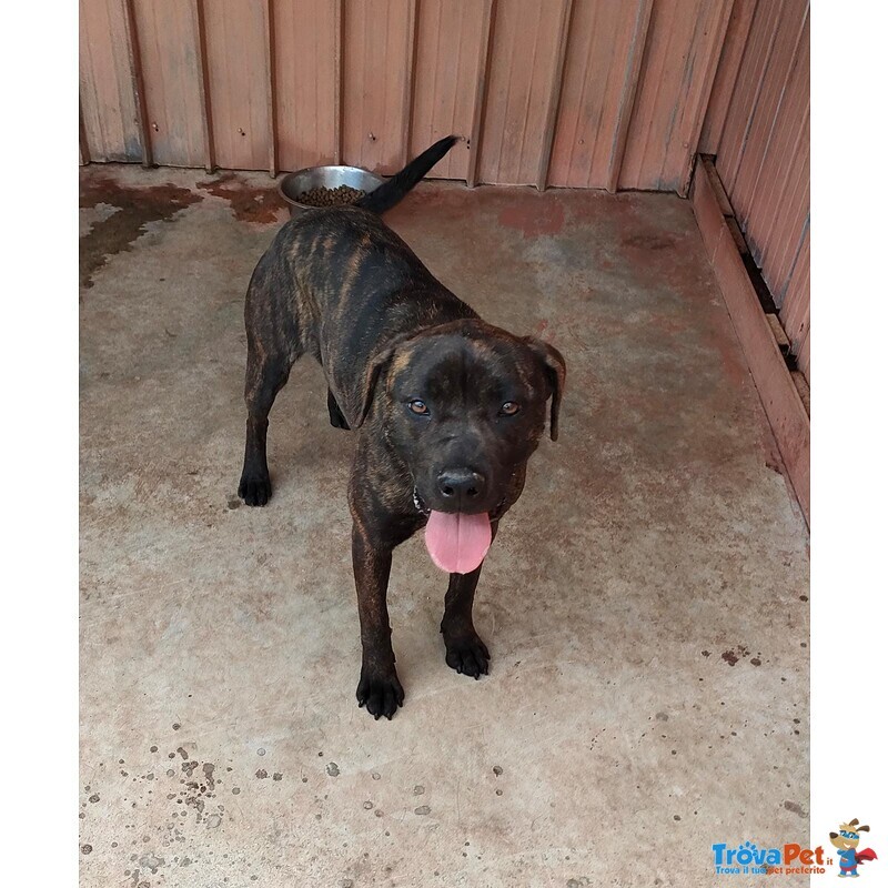 Atena mix cane Corso 25 Kg - Foto n. 10