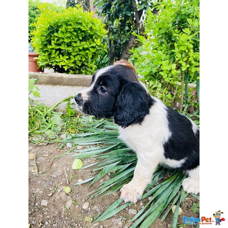 Springer Spaniel Inglesi - Foto n. 3