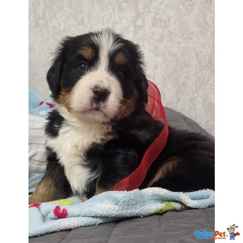 Cucciolata di Bovari del Bernese Altissima Genealogia - Foto n. 1