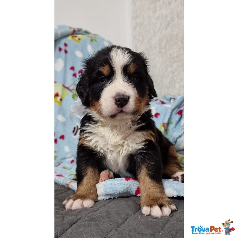 Cucciolata di Bovari del Bernese Altissima Genealogia - Foto n. 2