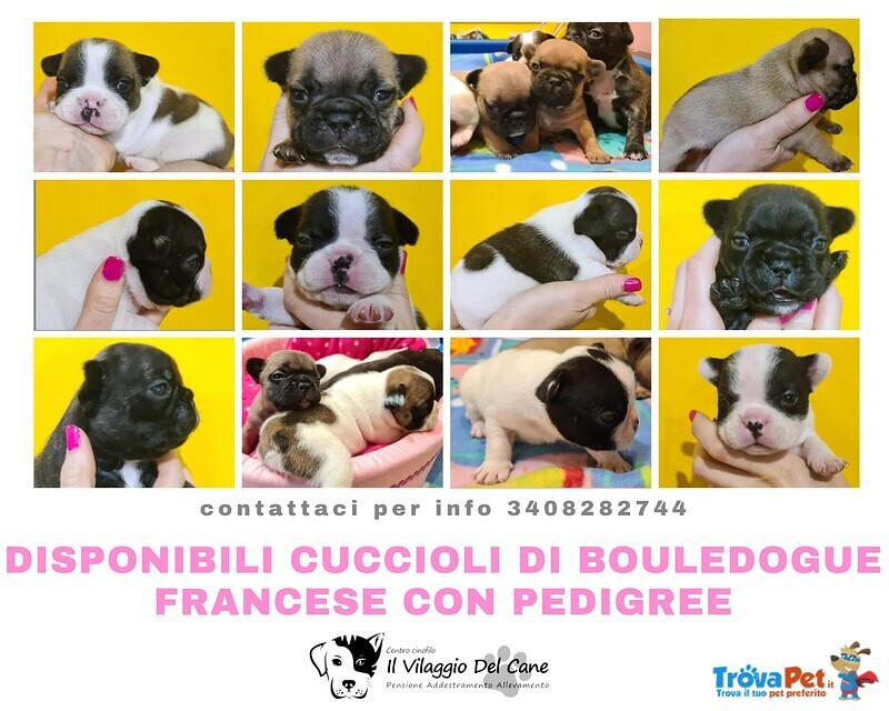 Cuccioli Bouledogue Francese / Buldog Francese - Foto n. 1