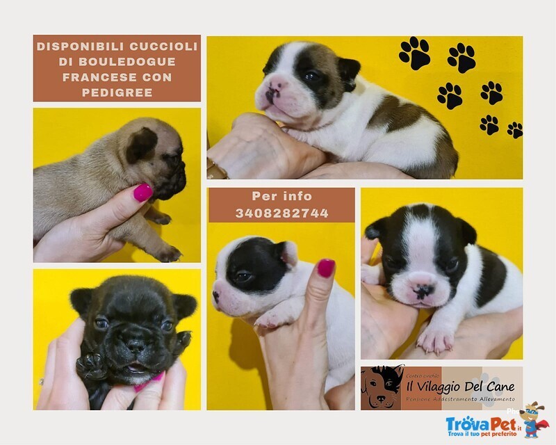 Cuccioli Bouledogue Francese / Buldog Francese - Foto n. 2