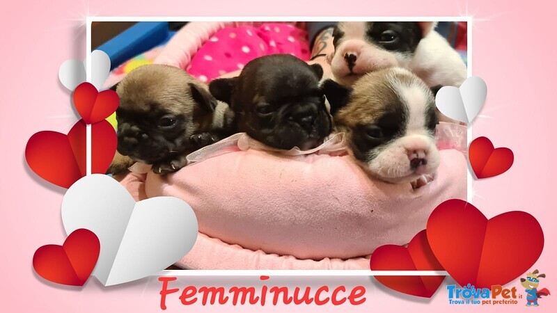 Cuccioli Bouledogue Francese / Buldog Francese - Foto n. 3