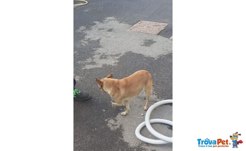 Simil Pinscher Giovane in Strada non lo Vogliono!urgente Aiuto - Foto n. 3