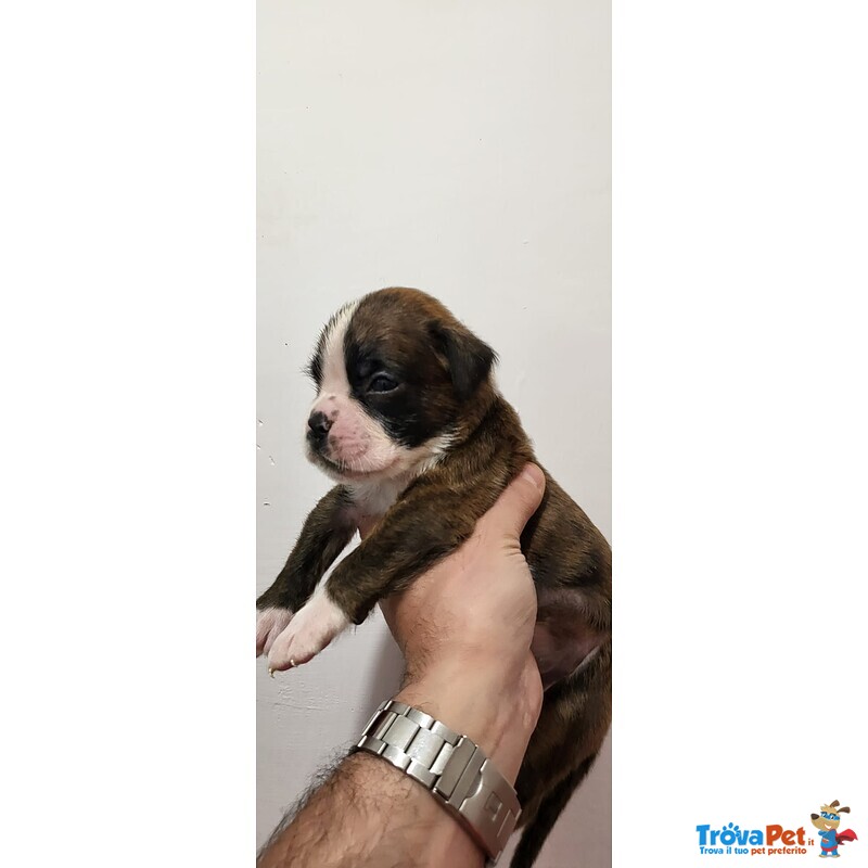 Bellissimi Cuccioli Boxer - Foto n. 2