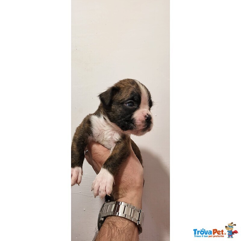 Bellissimi Cuccioli Boxer - Foto n. 4