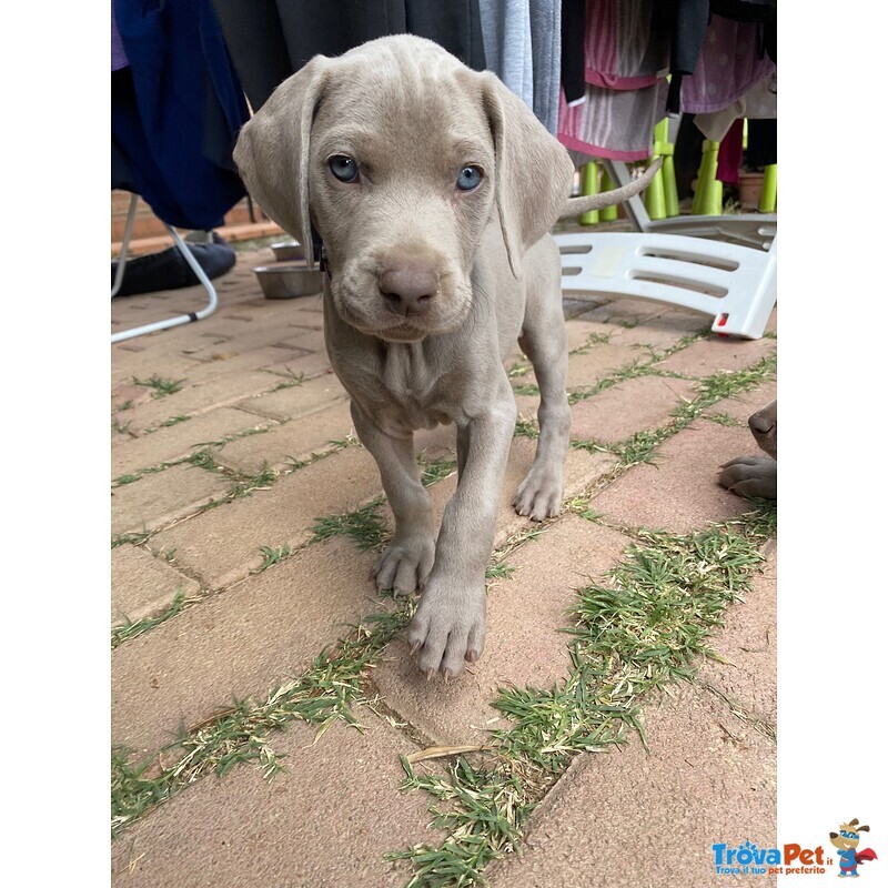 Cuccioli di Weimaraner - Foto n. 1