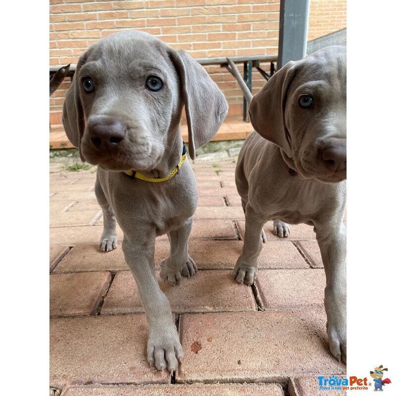 Cuccioli di Weimaraner - Foto n. 3