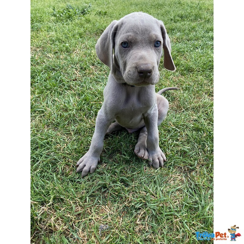 Cuccioli di Weimaraner - Foto n. 4