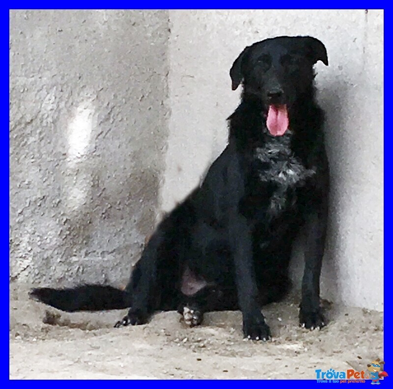 Slick mix Labrador Creatura Spaventata e Triste - Foto n. 1