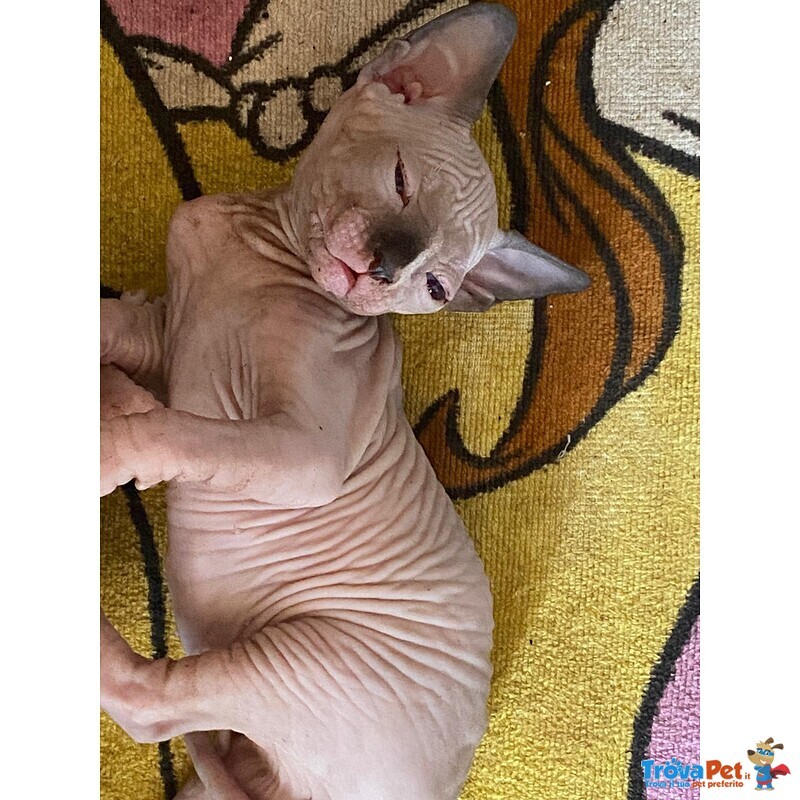 Canadian Sphynx - Foto n. 2