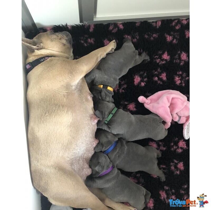 6 Cuccioli di Bouledogue Francese Blue - Foto n. 2