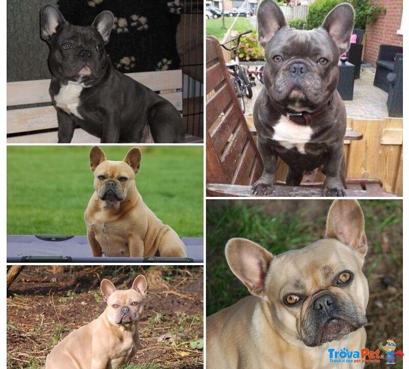 6 Cuccioli di Bouledogue Francese Blue - Foto n. 4