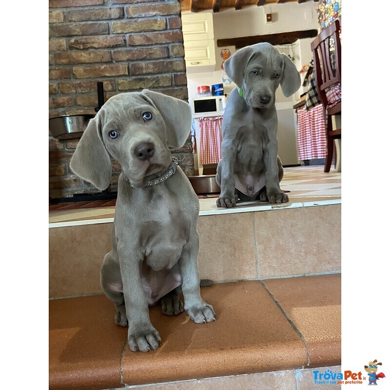 Cuccioli Weimaraner alta Genealogia - Foto n. 2