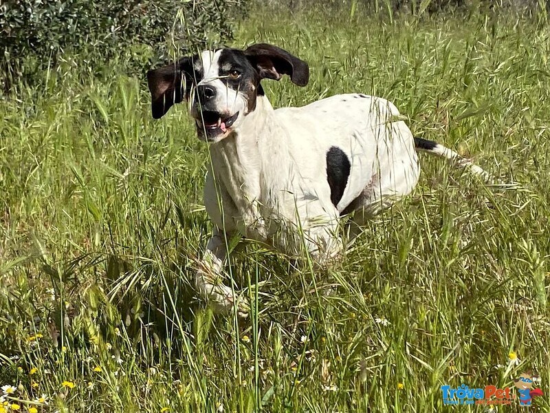 Olga 7anni Rassegnata al Canile non ha mai Avuto 1buon Padrone! Puglia - Foto n. 2