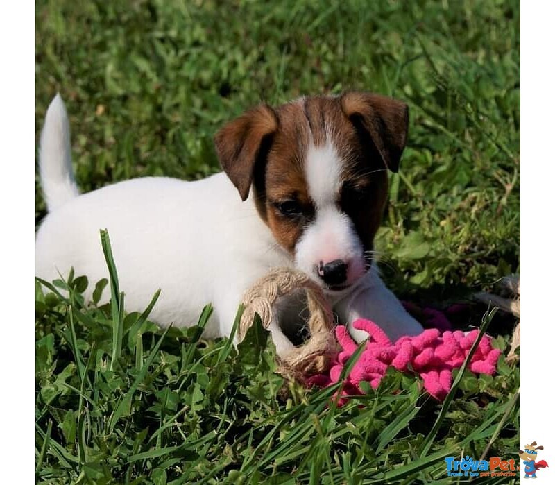 Cuccioli jack Russell - Foto n. 2