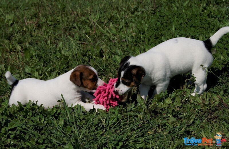 Cuccioli jack Russell - Foto n. 3