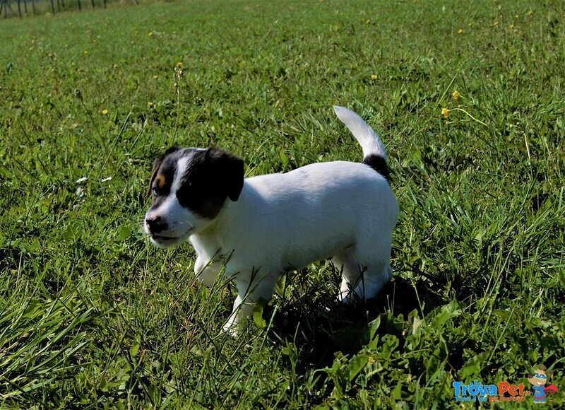 Cuccioli jack Russell - Foto n. 4