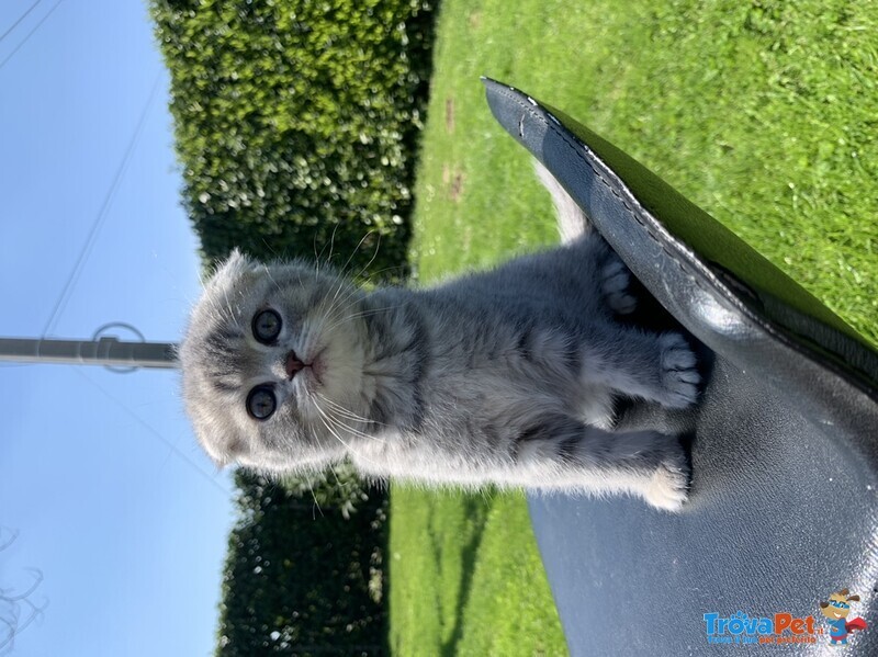 Scottish Fold - Foto n. 3