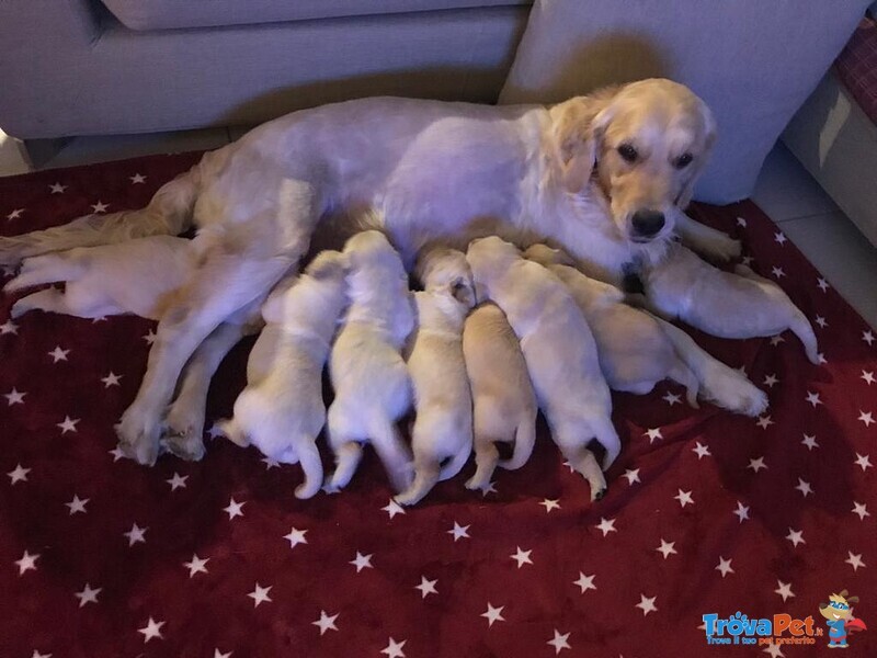 Vendo Cuccioli Golden Retriever - Foto n. 1