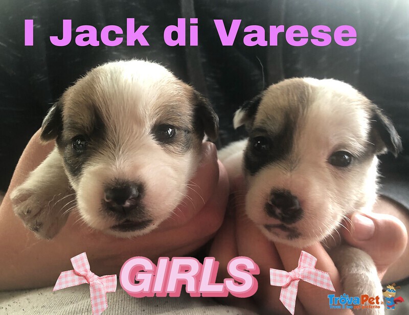 Jack Russell Cuccioli Pedigree Enci - Foto n. 2