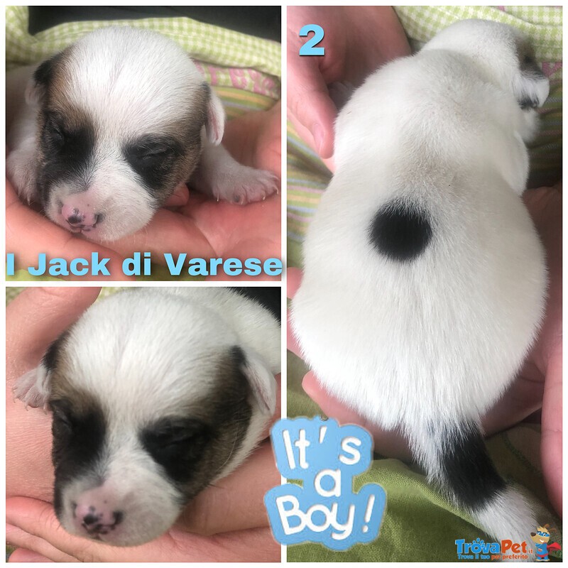 Jack Russell Cuccioli Pedigree Enci - Foto n. 7