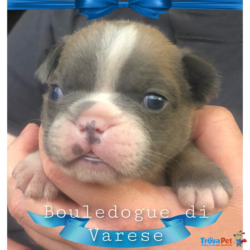 Bulldog Francese Esotico Blue - Foto n. 2