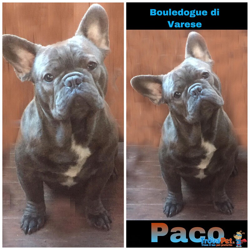 Bulldog Francese Esotico Blue - Foto n. 5