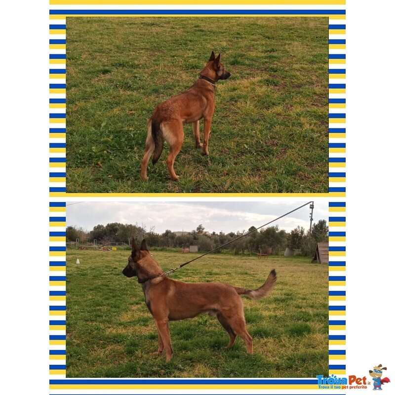 Cuccioli Malinois - Foto n. 3