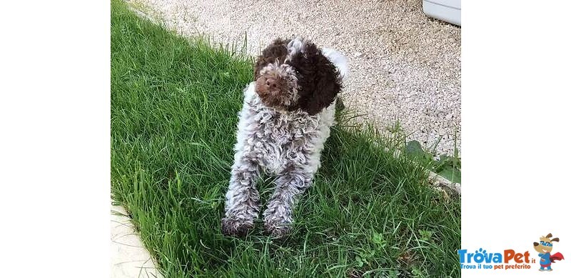 Cuccioli Lagotto Romagnolo - Foto n. 1