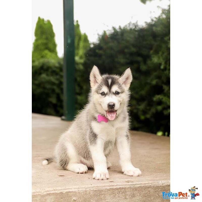 Cucciola Alaskan Malamute - Foto n. 1