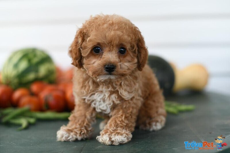 Cuccioli di Barboncino Nano - Foto n. 1