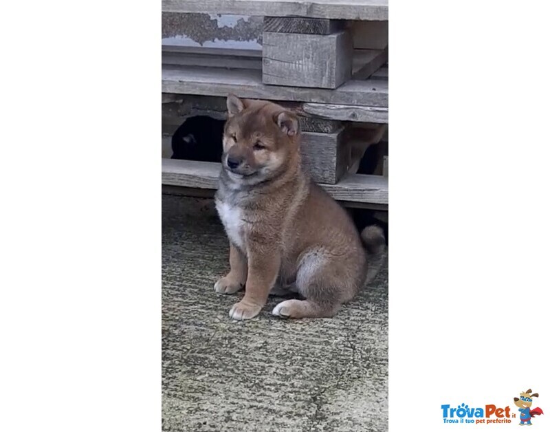 Cuccioli di Shiba Inu - Foto n. 1