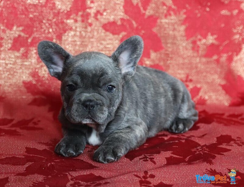 Cuccioli di Bouledogue Francese - Foto n. 1